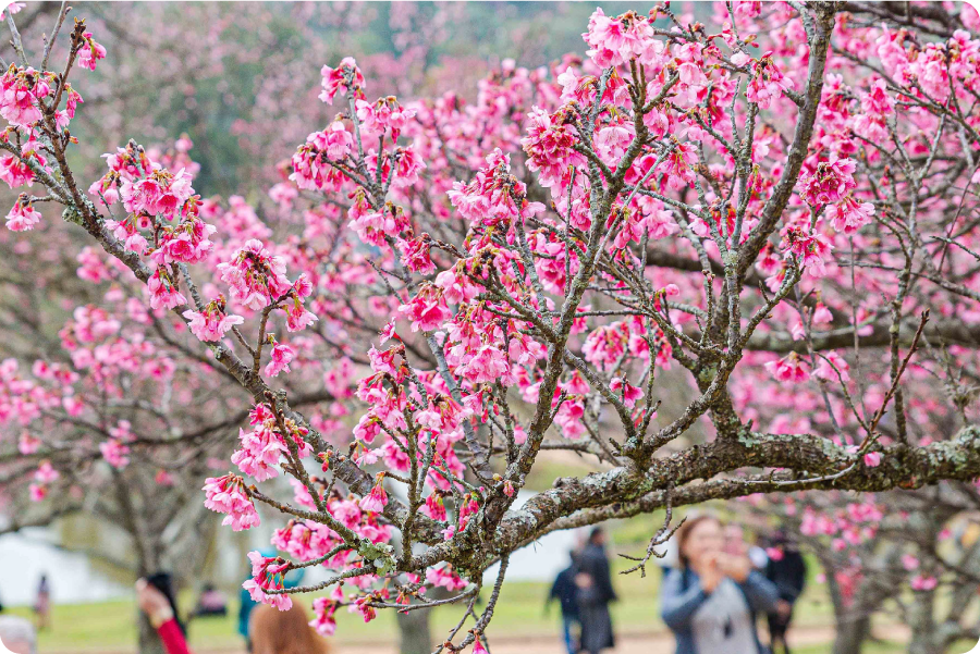 Foto das cerejeiras em flor no parque